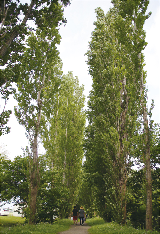 훗카이도의 여름, 시간이 고요히 놓여있다
